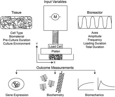 Dynamic Mechanical Compression of Chondrocytes for Tissue Engineering: A Critical Review